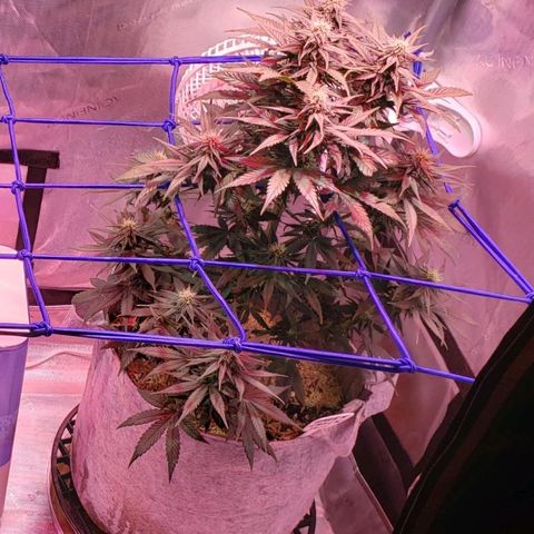 Green Crack Auto growlog timeline photo