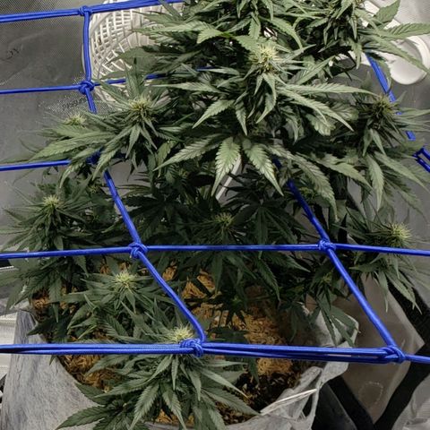 Green Crack Auto growlog timeline photo