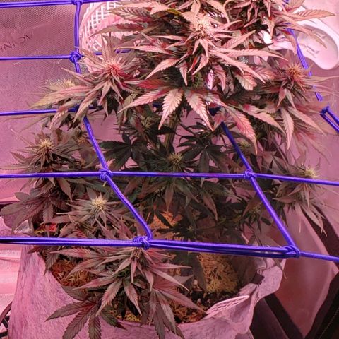 Green Crack Auto growlog timeline photo