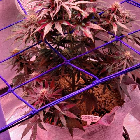 Green Crack Auto growlog timeline photo