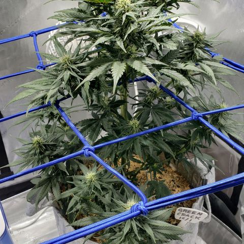 Green Crack Auto growlog timeline photo