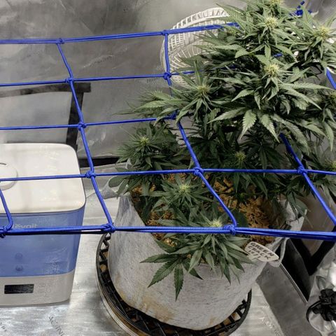 Green Crack Auto growlog timeline photo