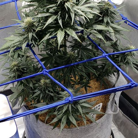 Green Crack Auto growlog timeline photo