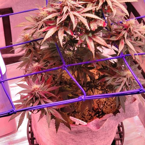 Green Crack Auto growlog timeline photo