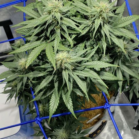 Green Crack Auto growlog timeline photo