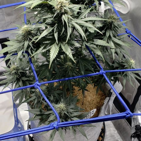 Green Crack Auto growlog timeline photo