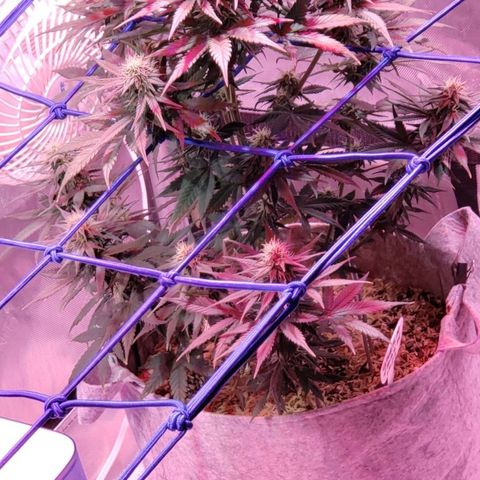 Green Crack Auto growlog timeline photo