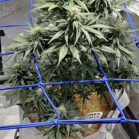Green Crack Auto growlog timeline photo