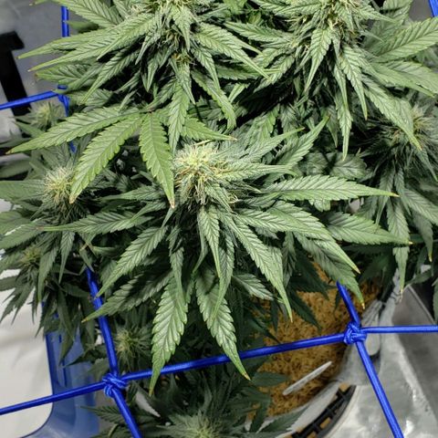 Green Crack Auto growlog timeline photo