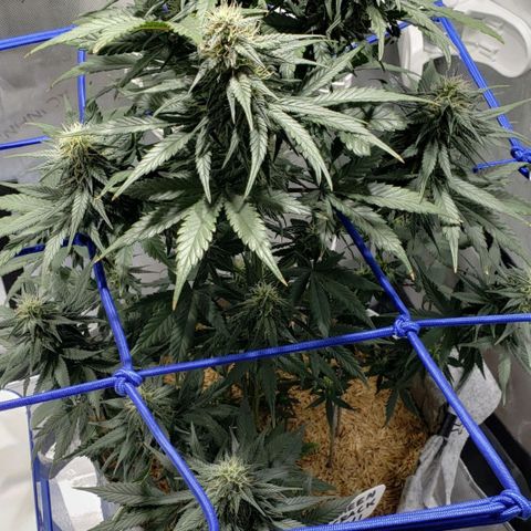 Green Crack Auto growlog timeline photo