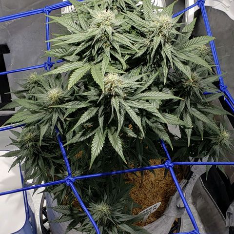 Green Crack Auto growlog timeline photo