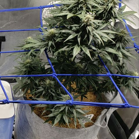 Green Crack Auto growlog timeline photo