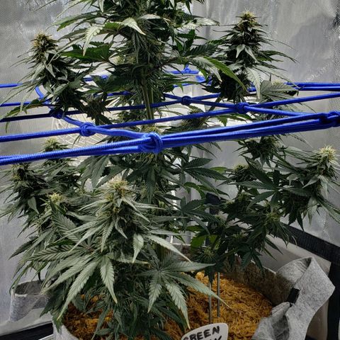 Green Crack Auto growlog timeline photo