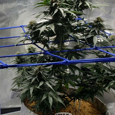 Green Crack Auto growlog timeline photo