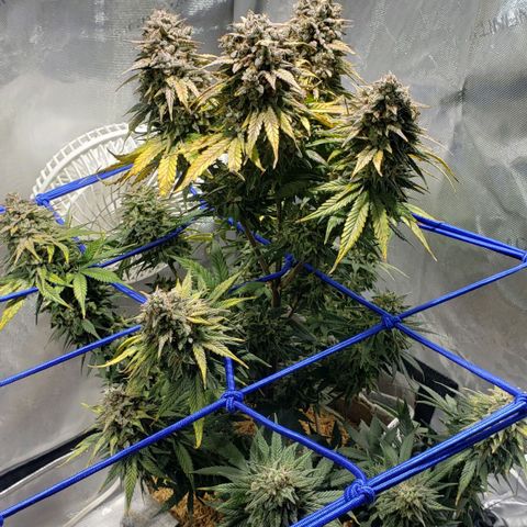 Green Crack Auto growlog timeline photo