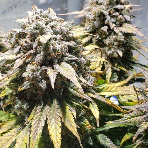 Green Crack Auto growlog timeline photo