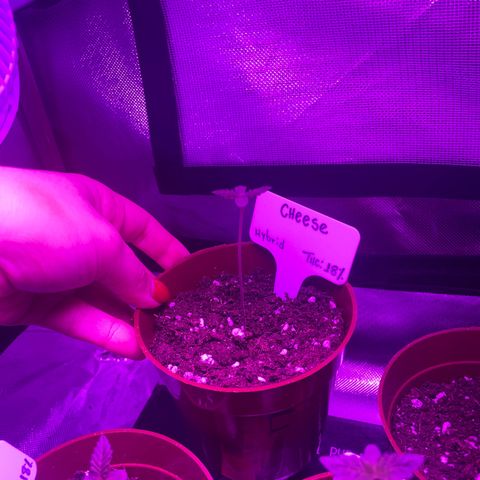Cheese growlog timeline photo