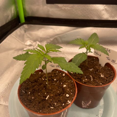 Cheese growlog timeline photo