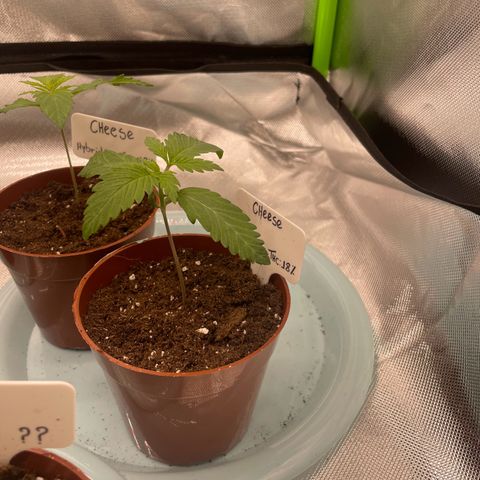 Cheese growlog timeline photo