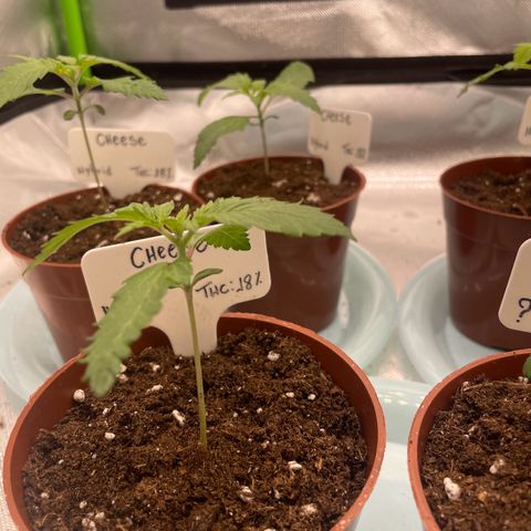 Cheese growlog timeline photo