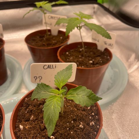 Cheese growlog timeline photo