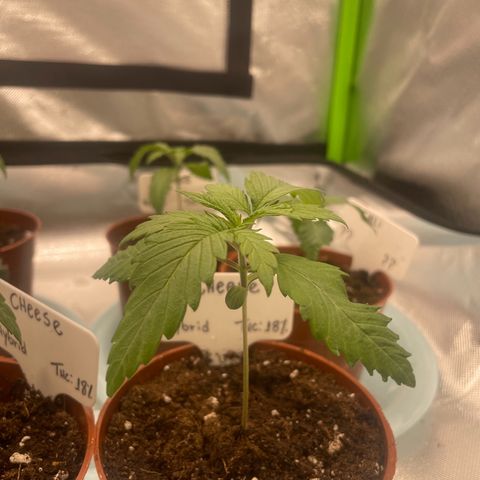 Cheese growlog timeline photo
