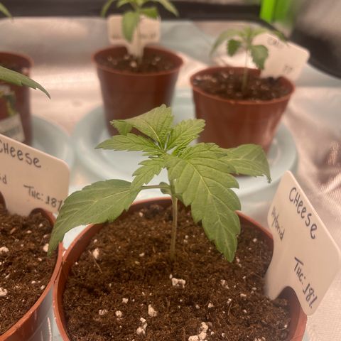 Cheese growlog timeline photo