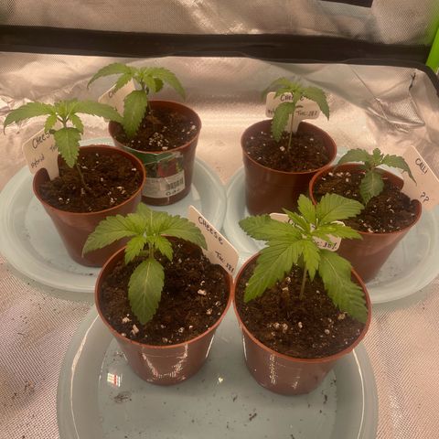 Cheese growlog timeline photo