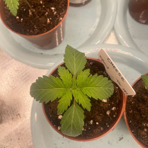 Cheese growlog timeline photo