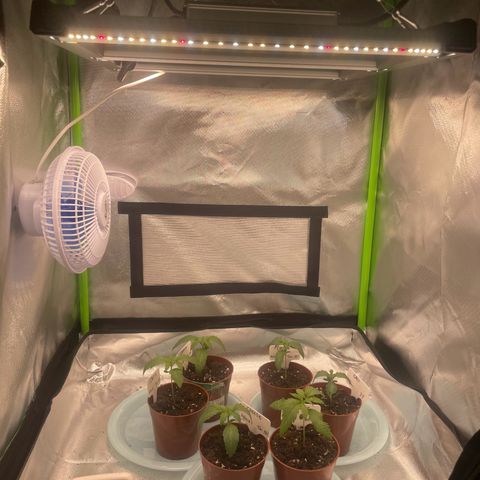 Cheese growlog timeline photo