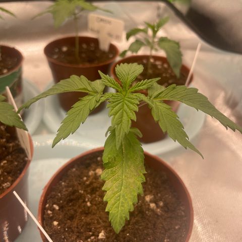 Cheese growlog timeline photo