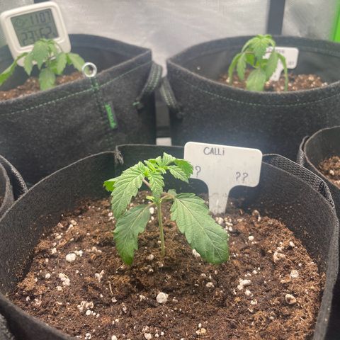 Cheese growlog timeline photo