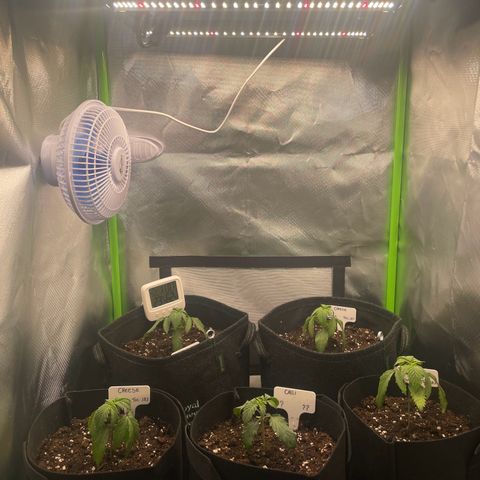 Cheese growlog timeline photo