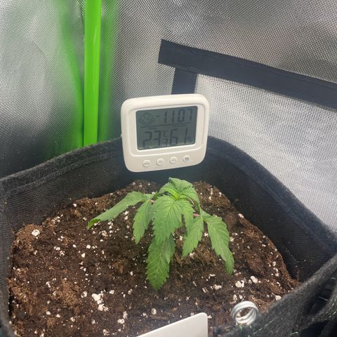 Cheese growlog timeline photo