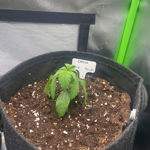 Cheese growlog timeline photo