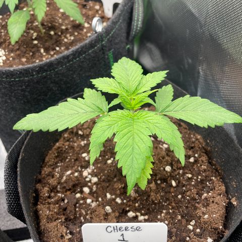 Cheese growlog timeline photo