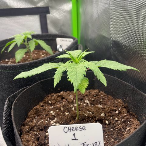 Cheese growlog timeline photo