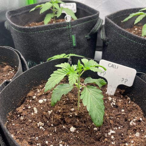 Cheese growlog timeline photo