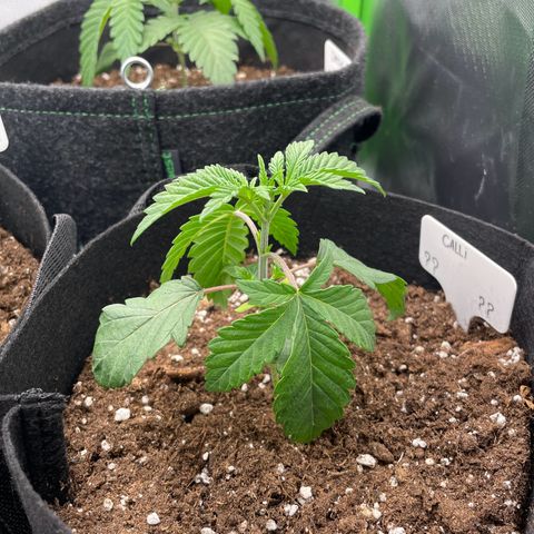 Cheese growlog timeline photo