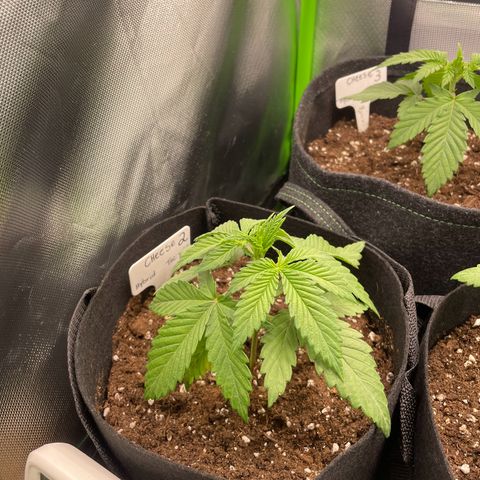 Cheese growlog timeline photo