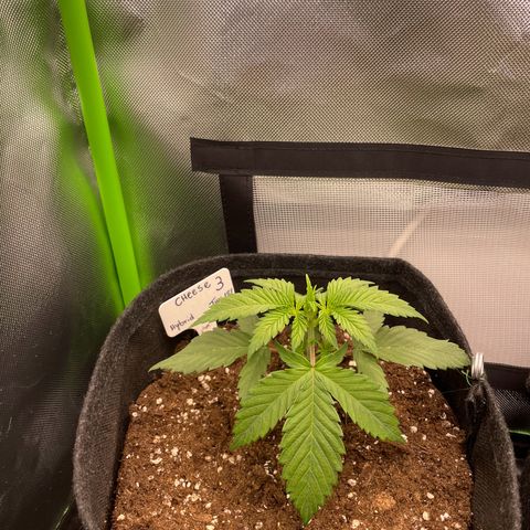Cheese growlog timeline photo