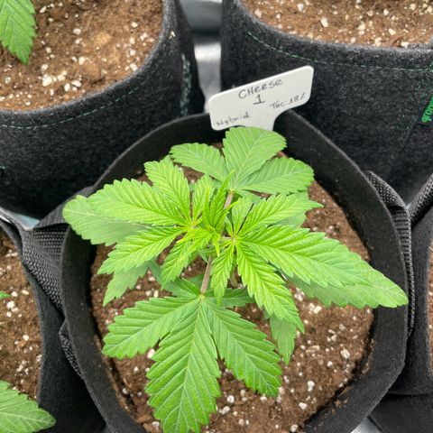 Cheese growlog timeline photo