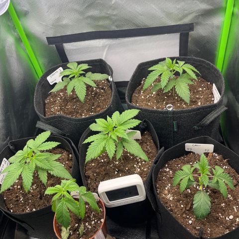 Cheese growlog timeline photo