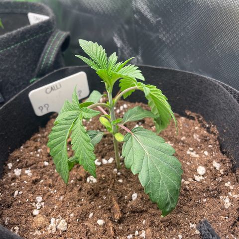 Cheese growlog timeline photo