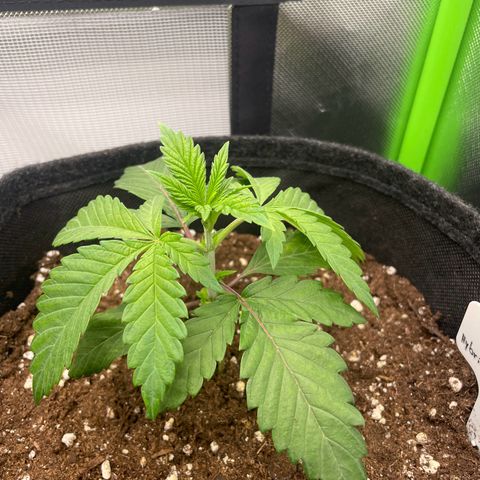 Cheese growlog timeline photo