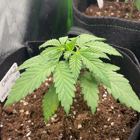 Cheese growlog timeline photo