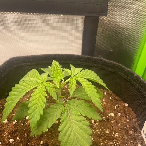 Cheese growlog timeline photo