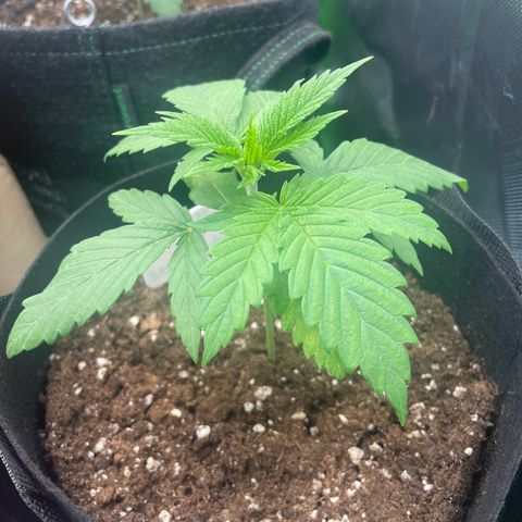 Cheese growlog timeline photo