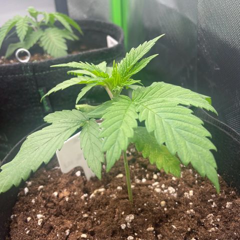Cheese growlog timeline photo