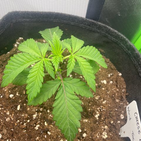 Cheese growlog timeline photo